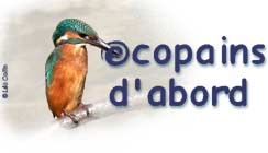 oiseaux